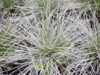 Kostrzewa sina Blue Select - niebieska trawa Festuca glauca Blue Select 3
