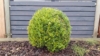 Bukszpan wieczniezielony - idealny na żywopłot Buxus sempervirens C2 10