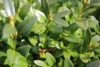 Bukszpan wieczniezielony - idealny na żywopłot Buxus sempervirens C2 8