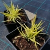 Hakonechloa smukła 'Stripe it Rich' (Hakonechloa macra) Hakonechloa macra 'Stripe it Rich' 1
