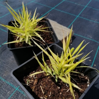 Hakonechloa smukła 'Stripe it Rich' (Hakonechloa macra) Hakonechloa macra 'Stripe it Rich' 1