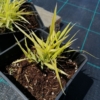 Hakonechloa smukła 'Stripe it Rich' (Hakonechloa macra) Hakonechloa macra 'Stripe it Rich' 2