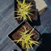 Hakonechloa smukła 'Stripe it Rich' (Hakonechloa macra) Hakonechloa macra 'Stripe it Rich' 4