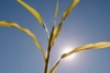 Proso rózgowate Praire Sky (Panicum) - Niepowtarzalna trawa Panicum virgatum 'Praire Sky' 5