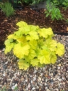 Żurawka World Caffe Romano - heuchera- Złota odmiana Heuchera 'World Caffe Romano' 4