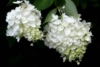 Hortensja bukietowa Magical Mont Blanc - Blade kwiaty Hydrangea paniculata ' Magical mont blanc' 7