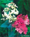 Hortensja bukietowa "Pink Diamond" 30-40cm c2,5 (Hydrangea Paniculata "Pink Diamond") Hydrangea paniculata 'Pink Diamond' 1