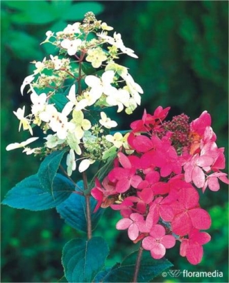 Hortensja bukietowa "Pink Diamond" 30-40cm c2,5 (Hydrangea Paniculata "Pink Diamond") Hydrangea paniculata 'Pink Diamond' 1