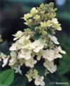 Hortensja bukietowa "Kyushu" - Mało spotykana odmiana Hydrangea paniculata 'Kyushu' 4