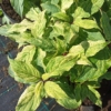 Hortensja bukietowa Shikoku Flash - nakrapiana Hydrangea paniculata 'Shikoku Flash' 3