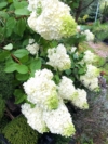 Hortensja Limelight - limonkowy kwiat Hydrangea paniculata 'Limelight' 2