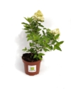 Hortensja bukietowa Polestar - miniaturka Hydrangea paniculata 'Polestar' 2