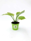 Funkia Hosta Golden Waffles - złote liście Hosta Golden Waffles 3