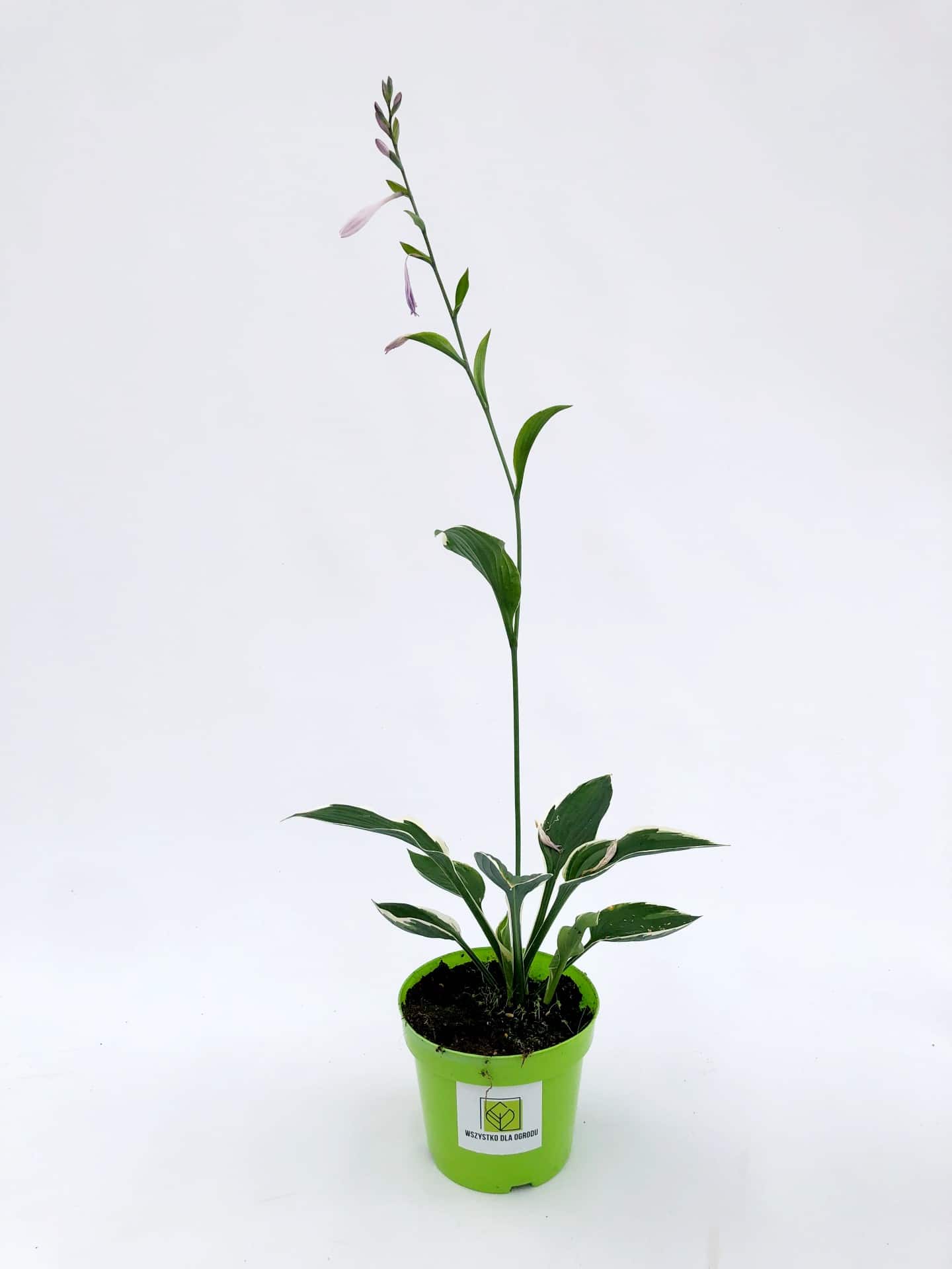 Funkia Hosta Minute Man - Zielone liście białe obwódki Hosta Minute man 2