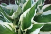 Funkia Hosta Minute Man - Zielone liście białe obwódki Hosta Minute man 4