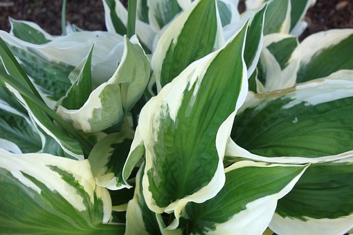 Funkia Hosta Minute Man - Zielone liście białe obwódki Hosta Minute man 4