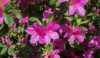 Azalia Japońska Otava - Różowa Miniaturka Azalea japonica 'Otava' 6