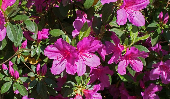 Azalia Japońska Otava - Różowa Miniaturka Azalea japonica 'Otava' 6