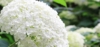 Hortensja STRONG ANNABELLE INCREDIBALL - OGROMNE kwiaty Hydrangea arborescens 'Strong Anabelle' 8