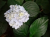 Hortensja bukietowa Shikoku Flash - nakrapiana Hydrangea paniculata 'Shikoku Flash' 4