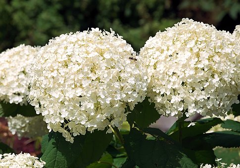 Hortensja Bukietowa Little Alf - PIĘKNA NOWOŚĆ Hydrangea paniculata 'Little Alf' 3
