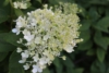 Hortensja bukietowa Shikoku Flash - nakrapiana Hydrangea paniculata 'Shikoku Flash' 6