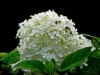 Hortensja Bukietowa Little Alf - PIĘKNA NOWOŚĆ Hydrangea paniculata 'Little Alf' 5