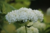 Hortensja STRONG ANNABELLE INCREDIBALL - OGROMNE kwiaty Hydrangea arborescens 'Strong Anabelle' 7