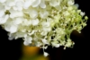Hortensja bukietowa Shikoku Flash - nakrapiana Hydrangea paniculata 'Shikoku Flash' 5