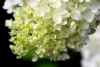 Hortensja Bukietowa Little Alf - PIĘKNA NOWOŚĆ Hydrangea paniculata 'Little Alf' 4