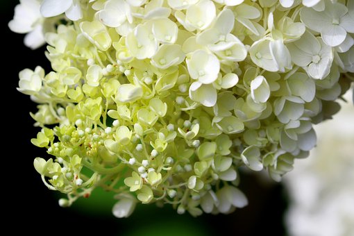 Hortensja Bukietowa Little Alf - PIĘKNA NOWOŚĆ Hydrangea paniculata 'Little Alf' 4