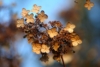 Hortensja bukietowa Shikoku Flash - nakrapiana Hydrangea paniculata 'Shikoku Flash' 8