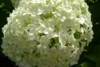Hortensja STRONG ANNABELLE INCREDIBALL - OGROMNE kwiaty Hydrangea arborescens 'Strong Anabelle' 2