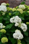 Hortensja STRONG ANNABELLE INCREDIBALL - OGROMNE kwiaty Hydrangea arborescens 'Strong Anabelle' 10