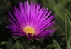 Słonecznica STARBURST - Delosperma Fioletowa Delosperma 'STARBURST ' 4