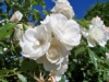 Róża pomarszczona biała - małowymagająca Rosa rugosa 'Alba' 3