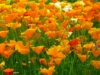 Mak syberyjski - pomarańczowa Papaver nudicaule 1