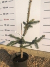 Świerk Virgata - szczepiony Picea Virgata 2