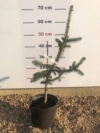 Świerk Virgata - szczepiony Picea Virgata 3