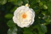 Róża pomarszczona biała - małowymagająca Rosa rugosa 'Alba' 4