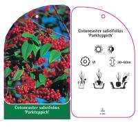 Irga wierzbolistna "Parkteppich" 20-30cm c2 (Cotoneaster salicifolius "Parkteppich") Cotoneaster salicifolius PARKTEPPICH 1