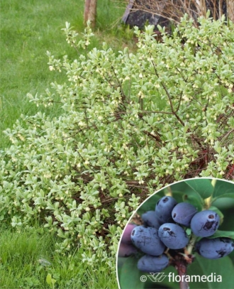 Jagoda kamczacka Morena duża 4-letnia sadzonka Lonicera caerulea L. var. kamtschatica 'MORENA ' 4L 1