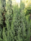 Jałowiec chiński Blue Alps - lekko wzniesiona ciekawa odmiana Juniperus chinensis 'Blue Alps' 1