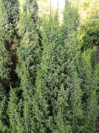 Jałowiec chiński Blue Alps - lekko wzniesiona ciekawa odmiana Juniperus chinensis 'Blue Alps' 1