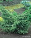 Jałowiec chiński Blue Alps - lekko wzniesiona ciekawa odmiana Juniperus chinensis 'Blue Alps' 2