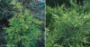 Jałowiec chiński Kuriwao Gold - złota odmiana Juniperus chinensis 'Kuriwao gold' 1