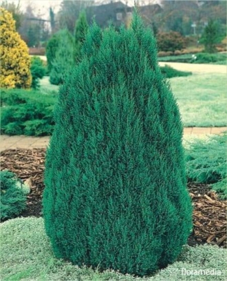 Jałowiec chiński STRICTA - Stożkowa odmiana na żywopłot Juniperus chinensis 'Strica; 1