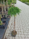 Jałowiec Pospolity "Green Mantle" Szczepiony na pniu 100cm Juniperus communis "Green Mantle" 100 1