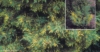 Jałowiec Pfitzera Blue and Gold - Żółto niebieska odmiana Juniperus ×pfitzeriana 'Blue and Gold' 1