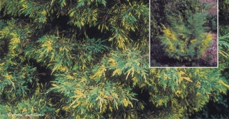 Jałowiec Pfitzera Blue and Gold - Żółto niebieska odmiana Juniperus ×pfitzeriana 'Blue and Gold' 1
